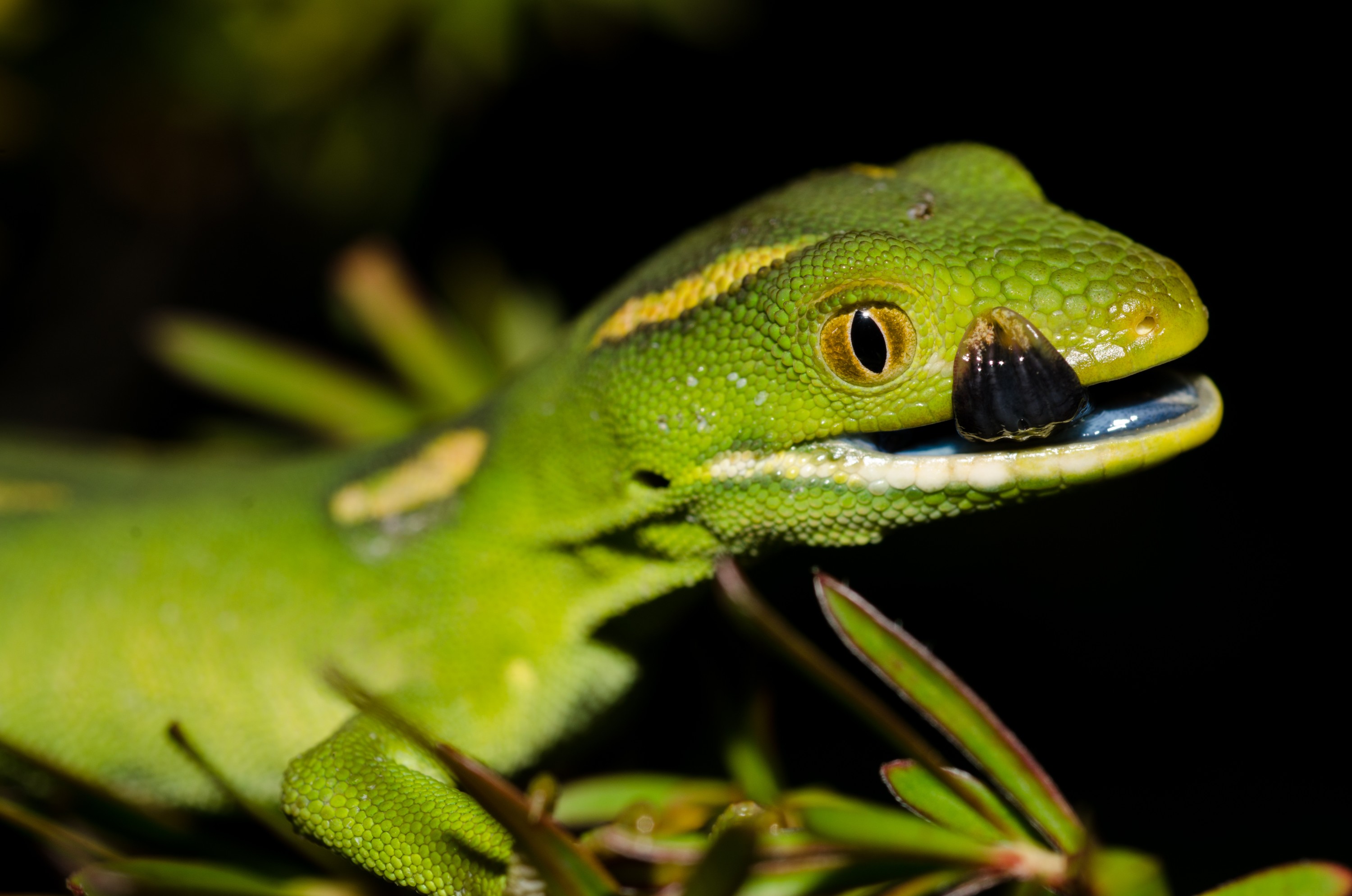 DSC_7963-2 – Auckland, green, gecko, Naultinus, elegans, elegans, lizard, crispin, nz, new, zealand, new zealand